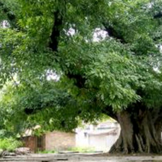 清水岩＇好物分享