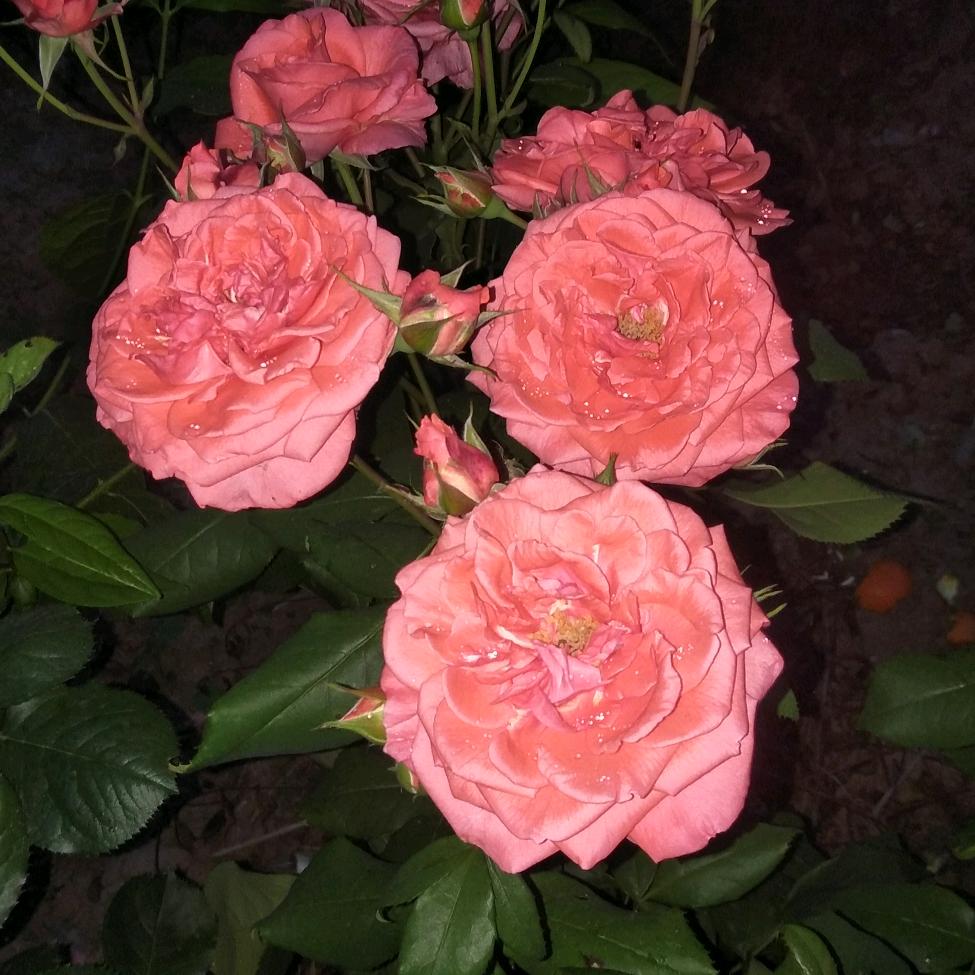 一帆风順