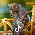 爱猫三生