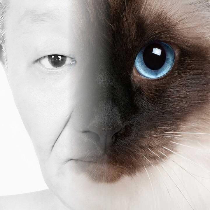 上海猫叔
