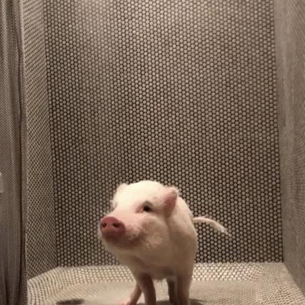 乐乐豆吃过熊