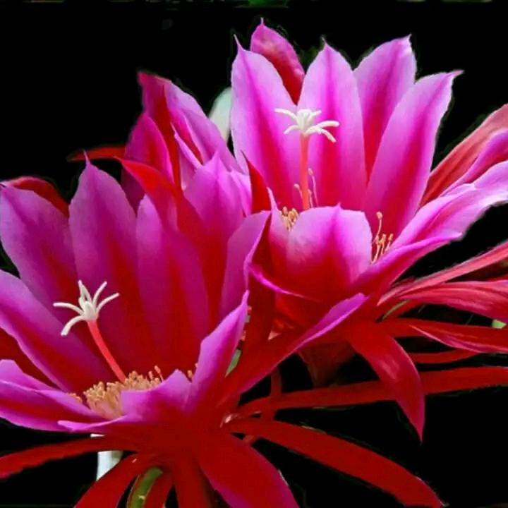 珍心想把你挽留。