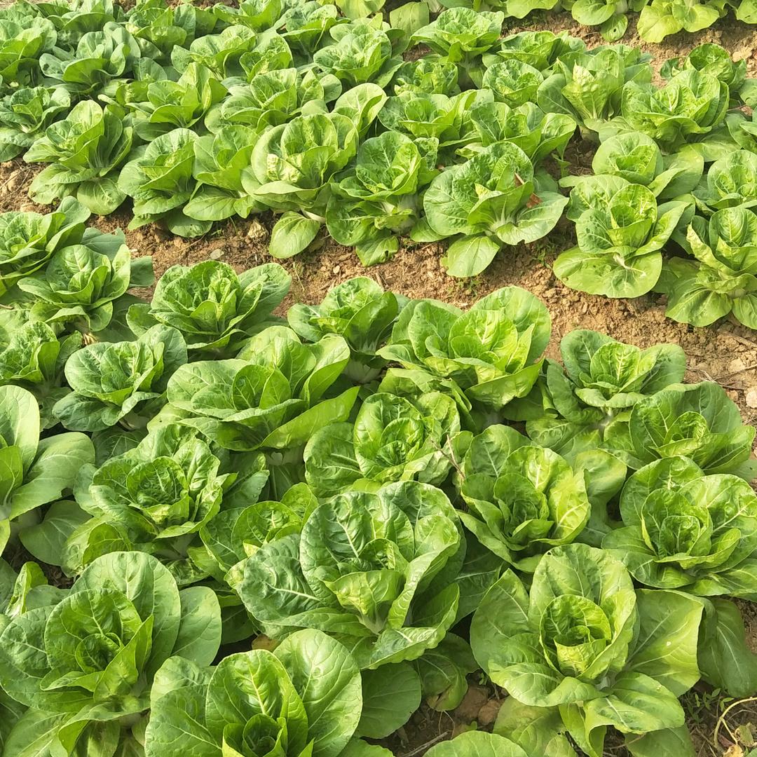 黄梅戏家