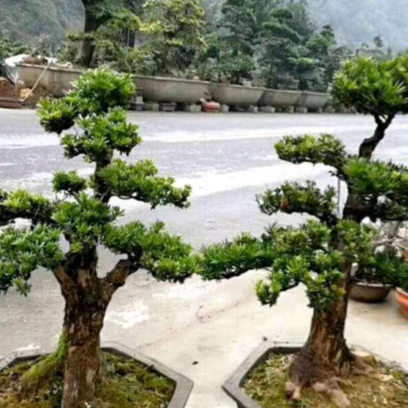 哥来之农村