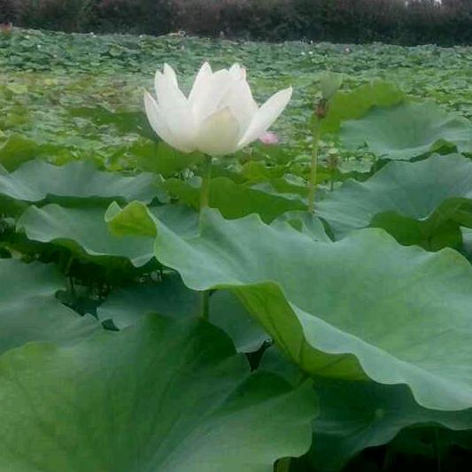 王振芹