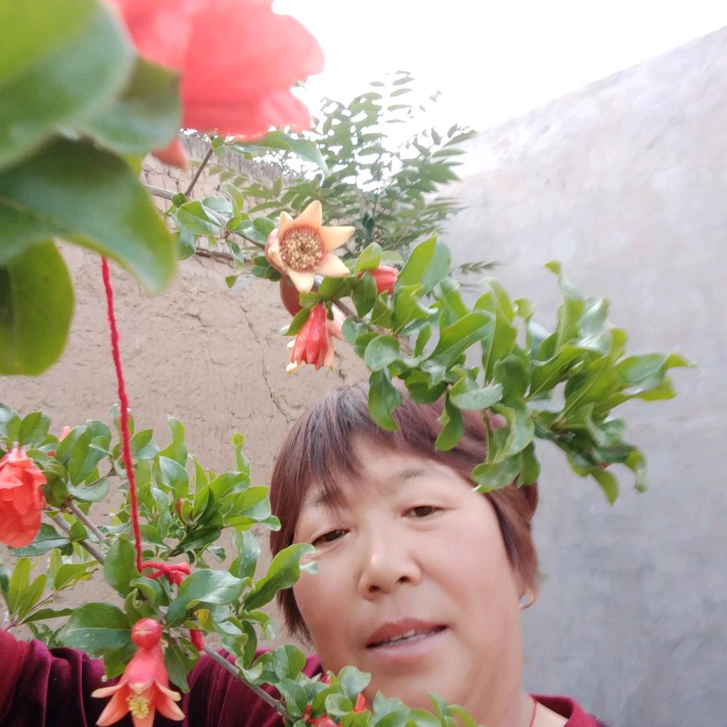 蓝玫瑰