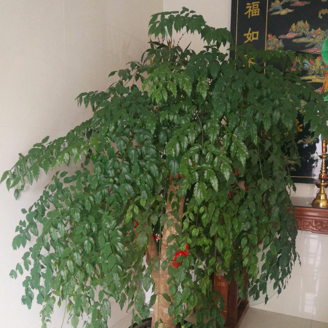 丁国兰，