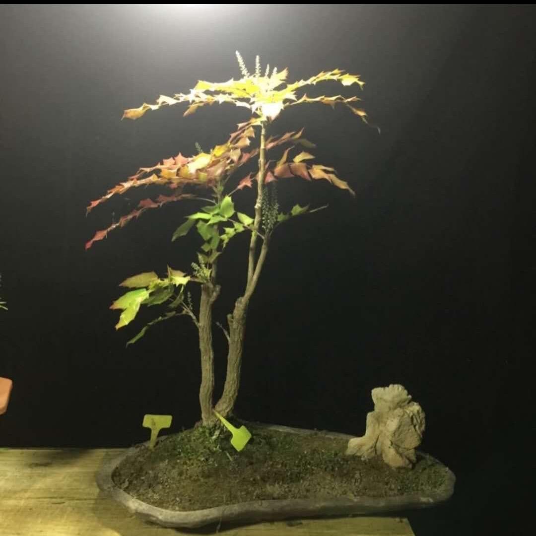 皓之澜盆景
