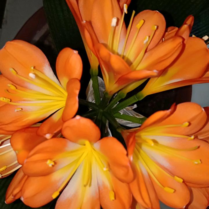 令箭花开