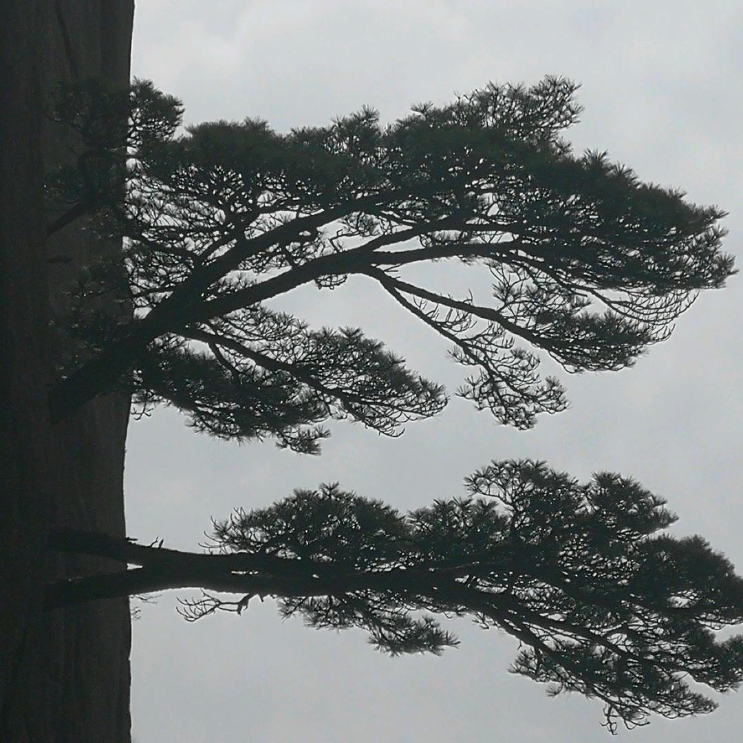 东风自然旋0001🚩