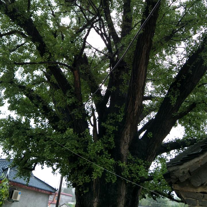 梦圆V<k9955668>