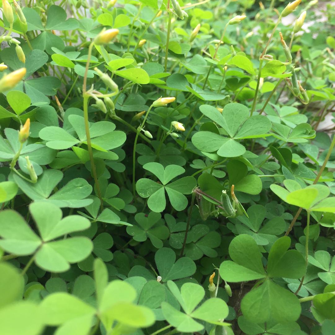 三叶草☘️