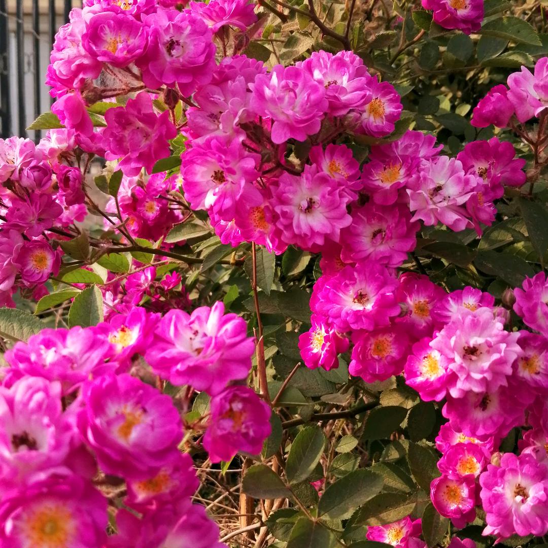 小烦