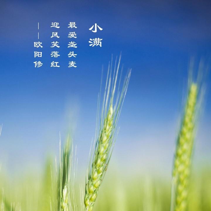 麦子（手机摄影）