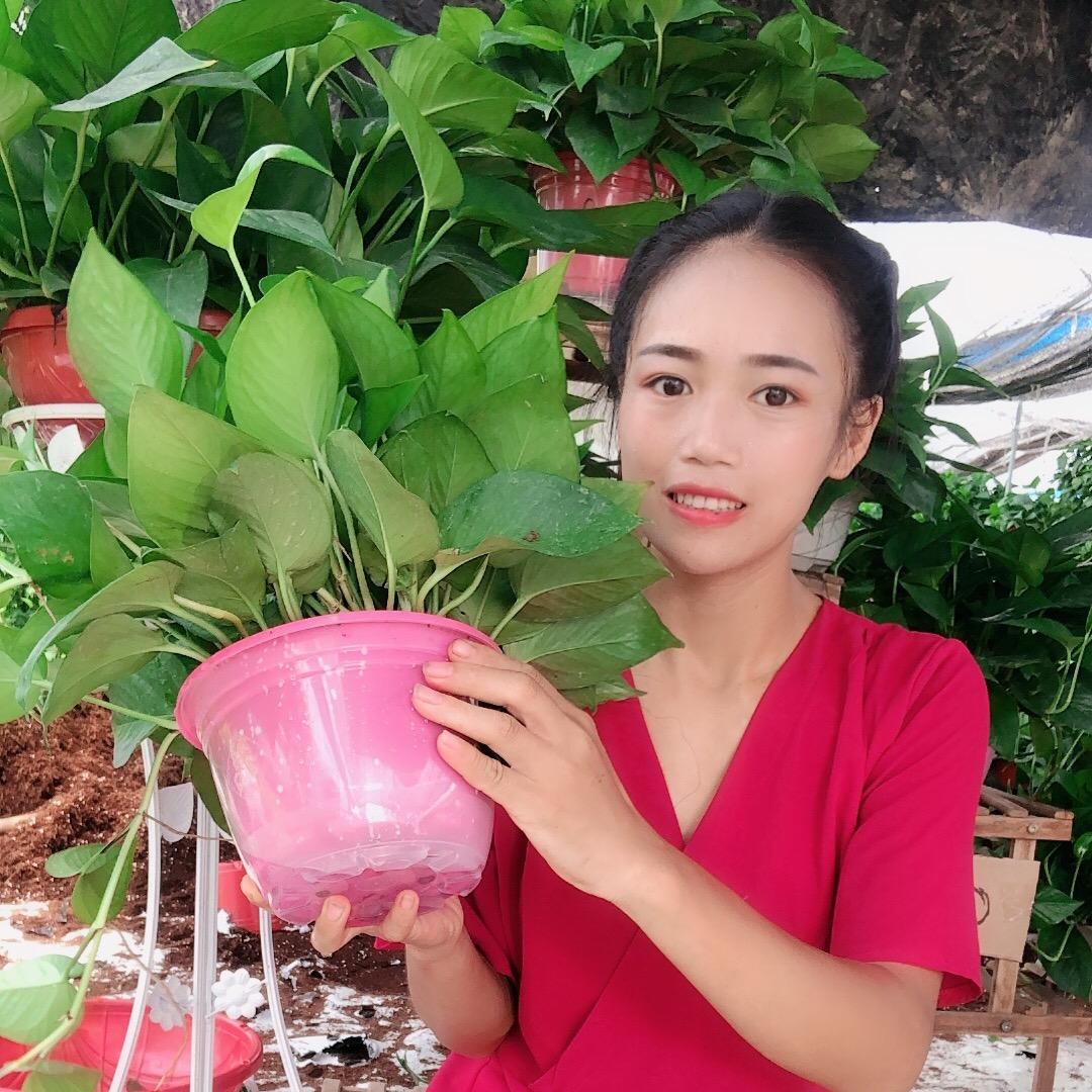 广州市花都区花东小潘绿箩种植厂