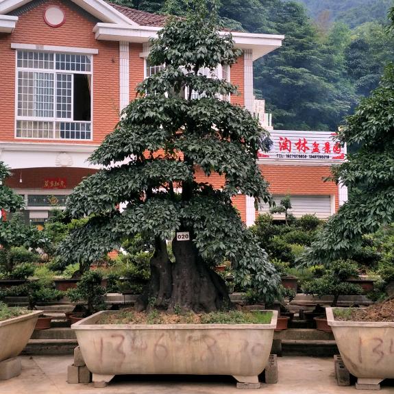 长阳淘林盆景园