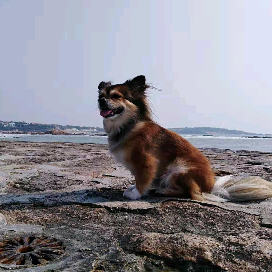 丁杨