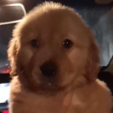 你的煮鱼狗
