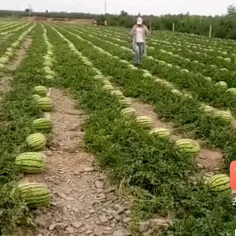 小叶荷