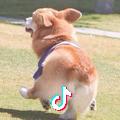 天幕
