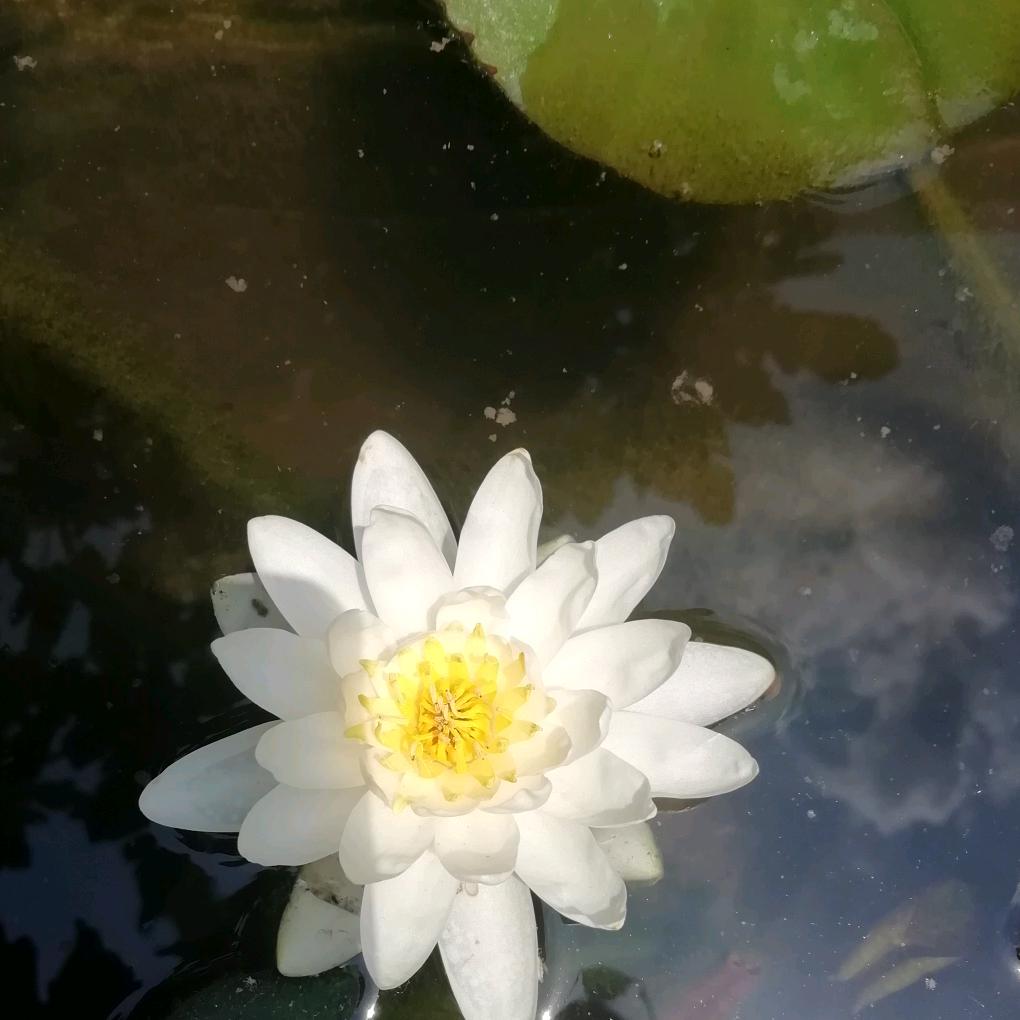 回忆的拾荒者
