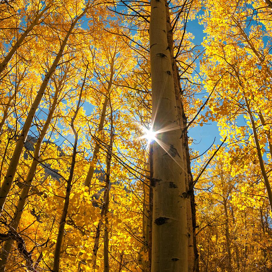 早晨的太阳☀️