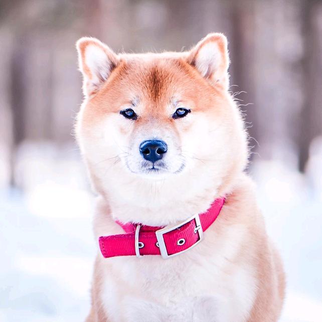 孤独的狼
