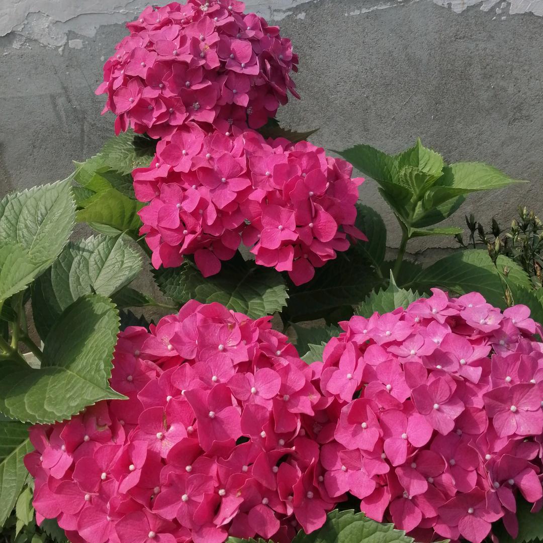 凌霄花