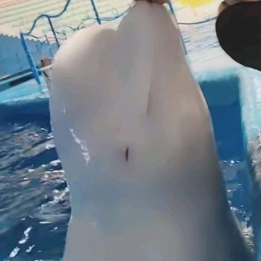 小钢崩儿