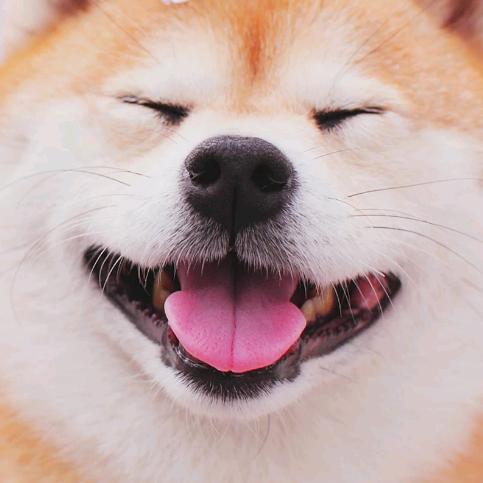 咩咩咩