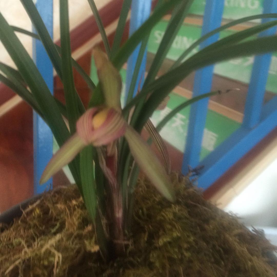 腾缅花卉1