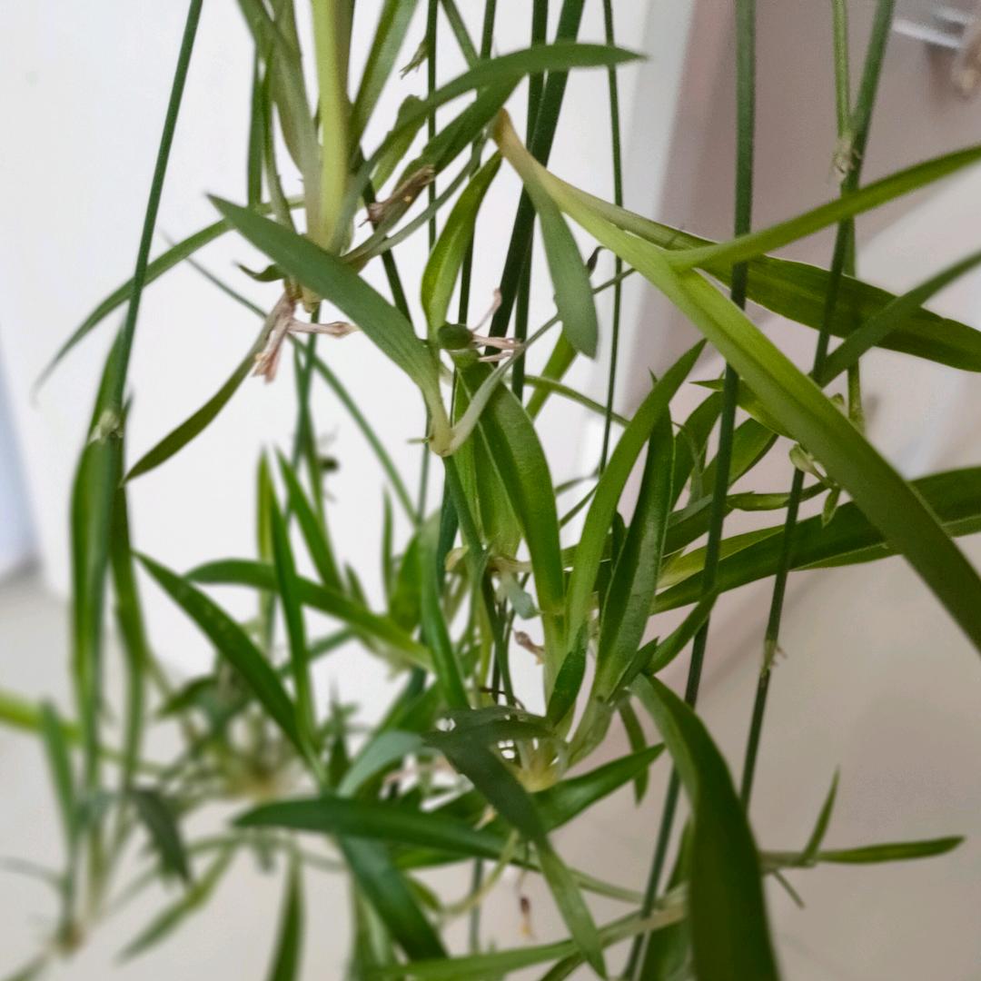 邢台双腾机械制造