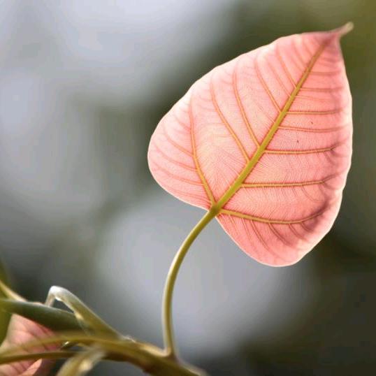一叶菩提