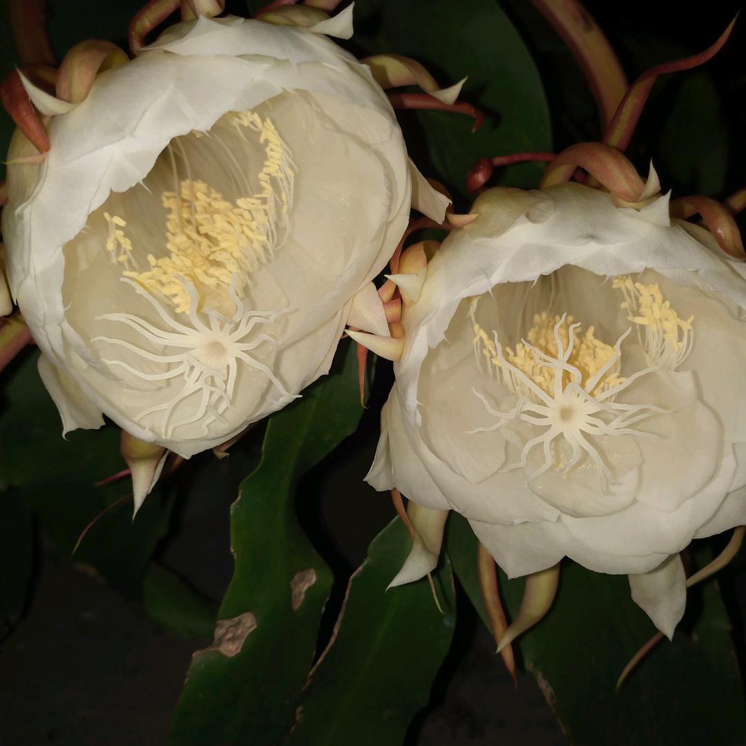 女人要像向日葵