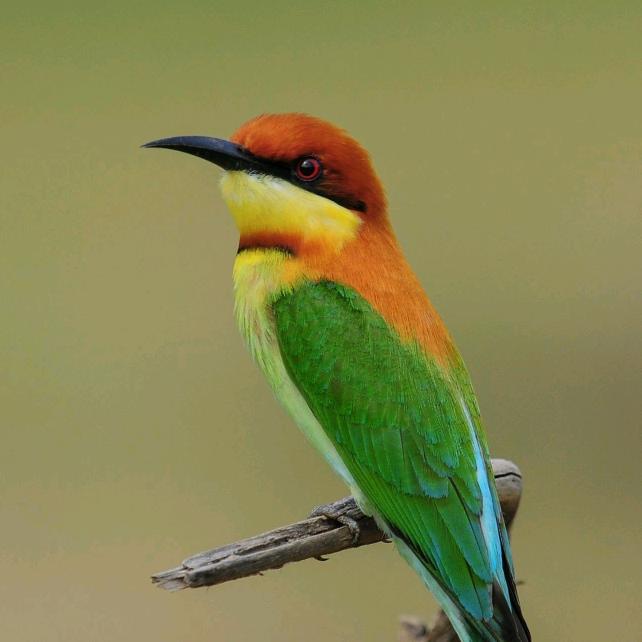 我在长安等着你（单身）