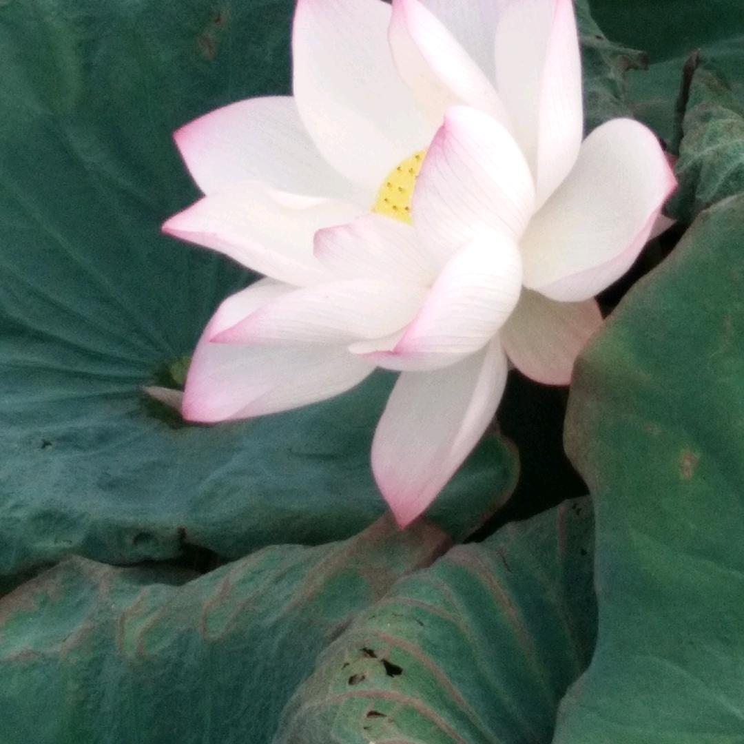 胖妹