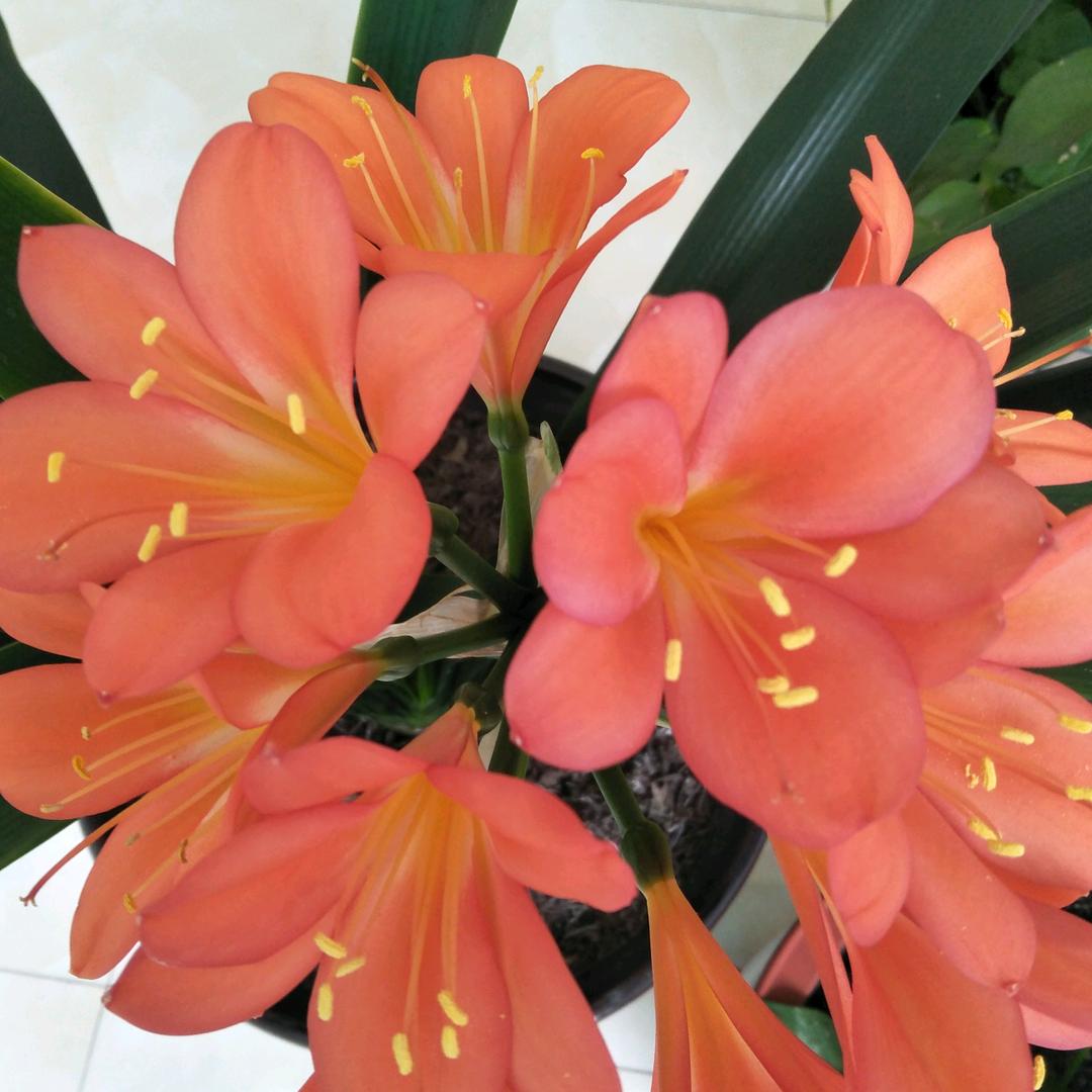 完美(拒绝连赞)