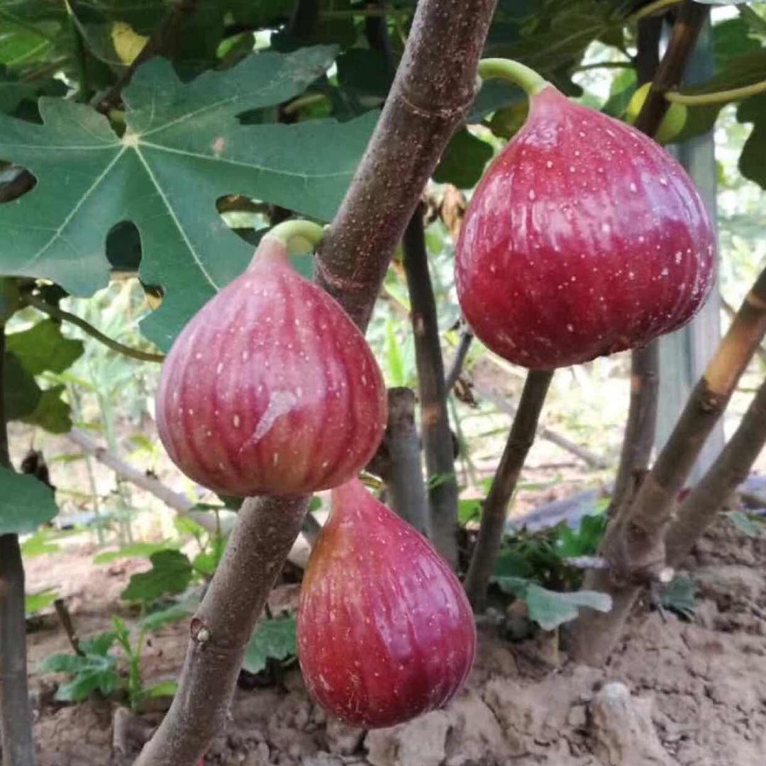 少杰，青城无花果