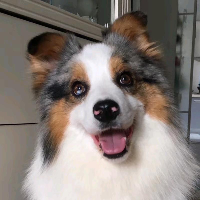 边牧冬瑞