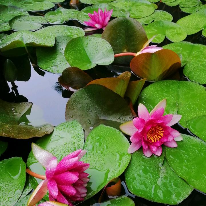 园丁