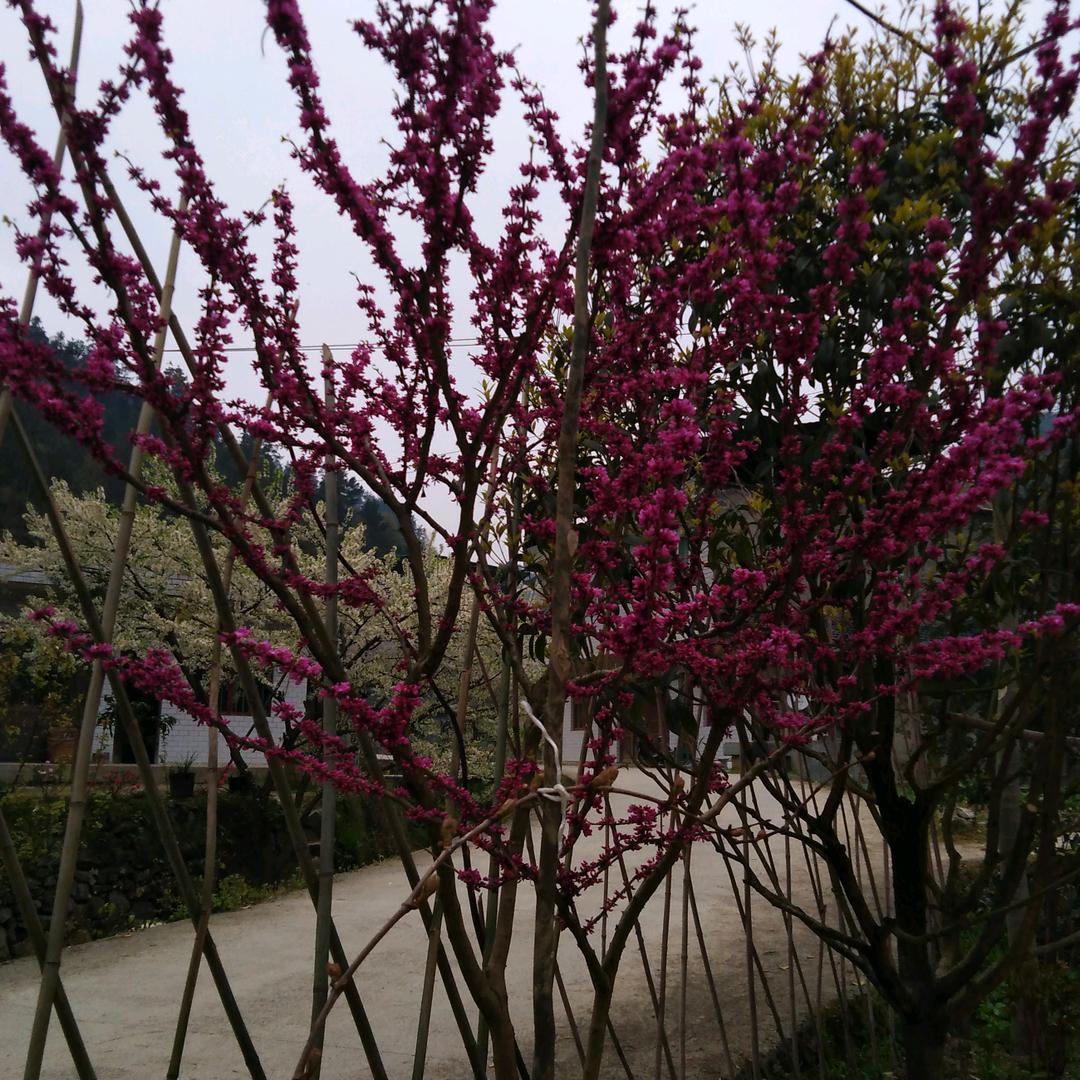 顺天意