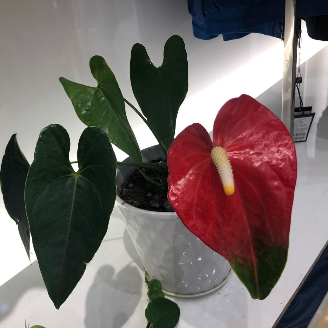 苏坷