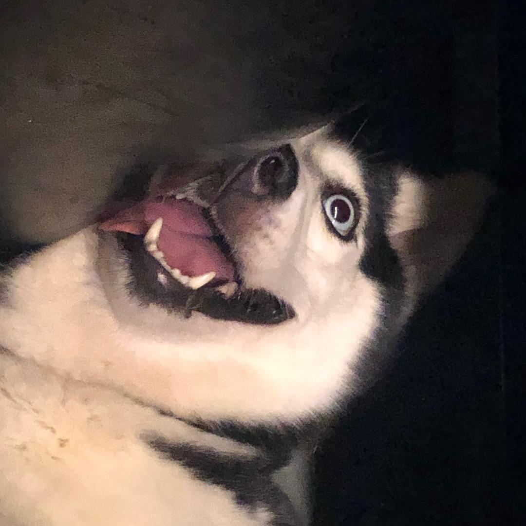 丢丢妹是哈哈