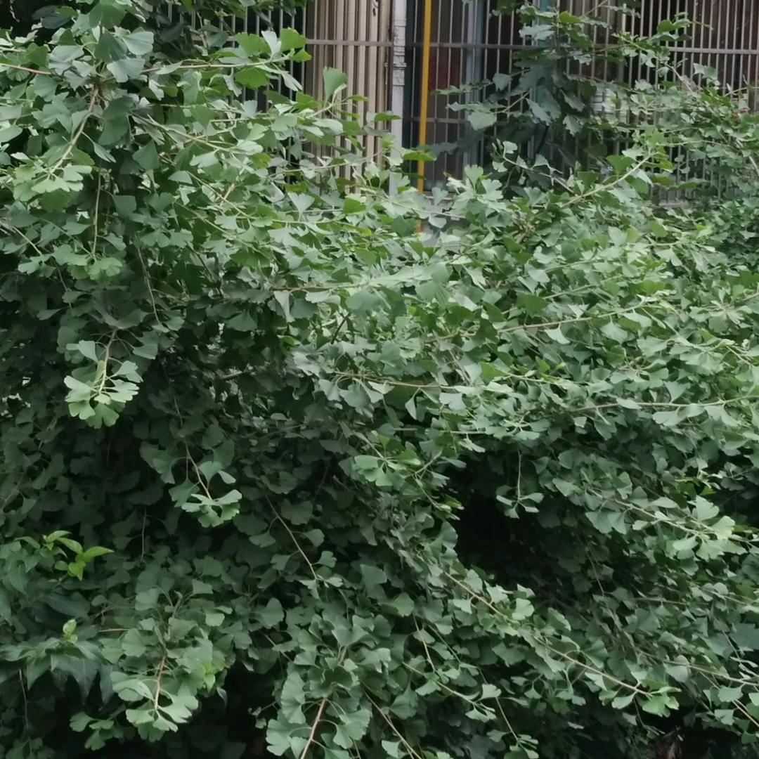 范范