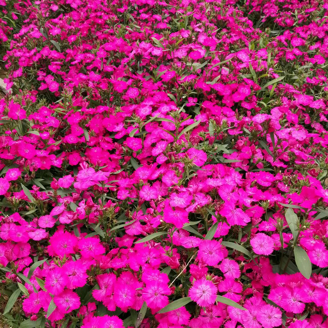 平平淡淡才幸福