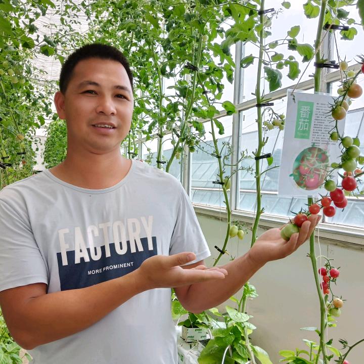 蔬菜代收、各类种苗《千禧圣女果采摘园》