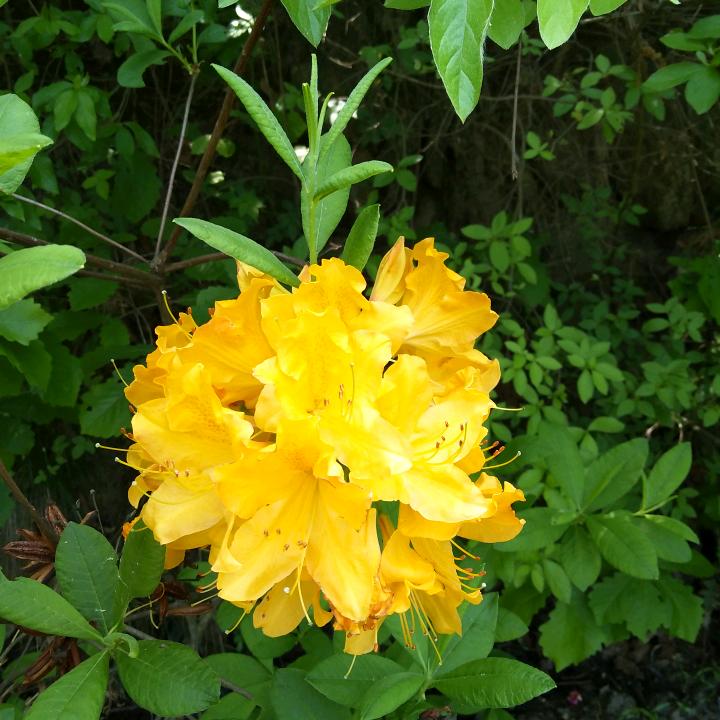 野兰花