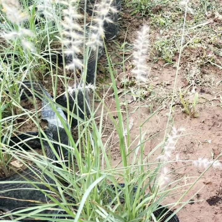 青州合信花卉苗木