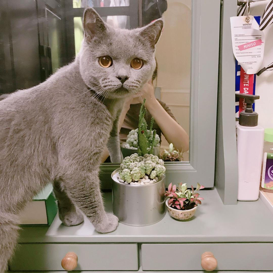 懒猫
