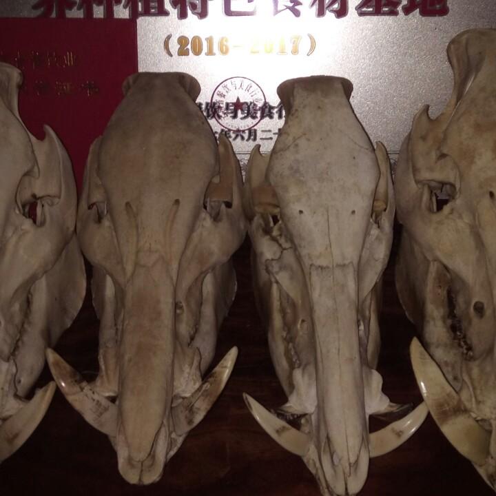 绿森野生动物养殖合作社